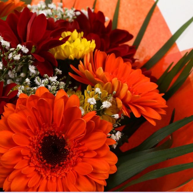 Red Fall BouquetStunning Bright Red Fall Bouquet, Gerberas with Yellow & Red Santini Flowers Chico leaves with foliage, wrapped with matching ribbon. Beautifully wrapped and tied with ribbon before being delivered.£14.99