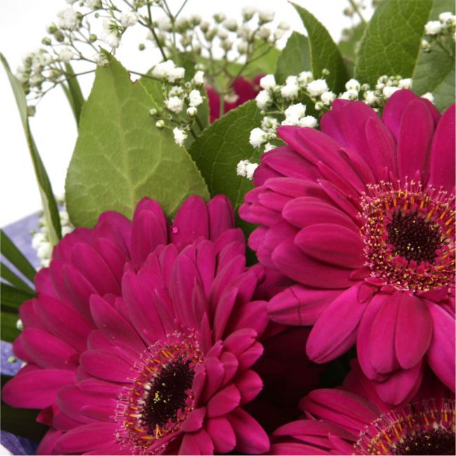 Cerise Glamour Gerberas FlowersHot Cerise Gerberas Presented with luxurious Gypsophila foliage. Each product is handcrafted by one of our expert florists using the best flowers. Beautifully wrapped and tied with ribbon before being delivered.£14.99