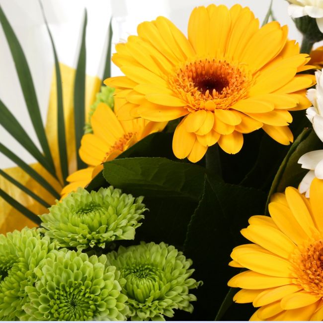 Birthday Balloon & Yellow Cream FlowersBirthday Balloon & Yellow Cream Bouquet mix of Chrysanthemum flowers in along with Yellow and White Germini all interspersed with delicate palm leaves. Beautifully wrapped and tied with ribbon before being delivered.