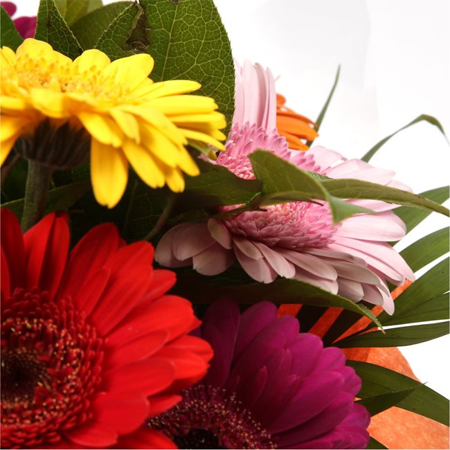 Princess Gerbera BouquetGerbera Princess Flowers Bouquet, Beautiful Colourful Gerberas and foliage are arranged to create this beautiful design stunning Bouquet gift.£12.99