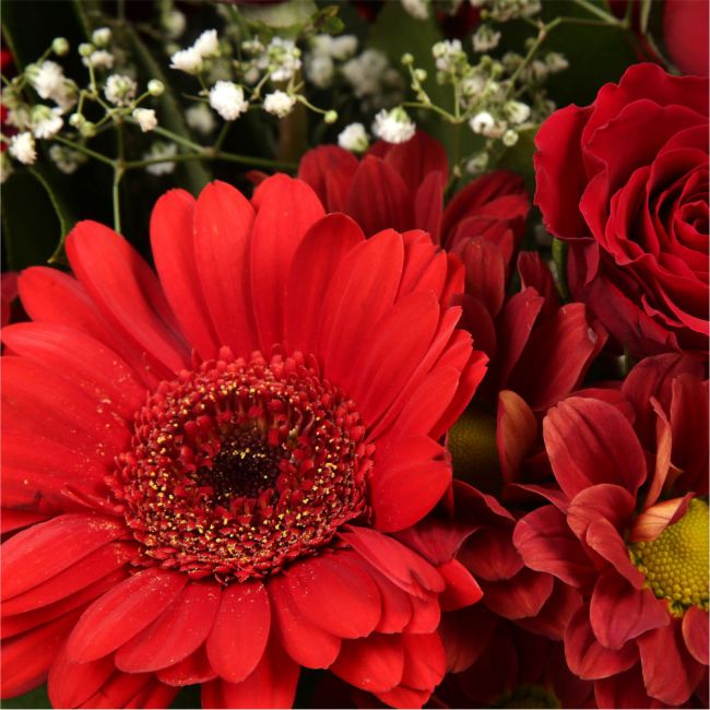 Lavish Red BouquetAdd a hint of paradise to someone's life with this vibrant Lavish Red Rose arrangement. Evoking lush Palm leaves,Gypsophila,Red Spray Dianthus, A beautiful and timeless classic. Beautifully wrapped and tied with ribbon before being deliv