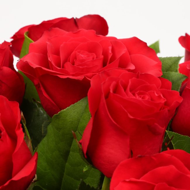 12 Red RosesThis Beautiful Bouquet, carefully selected flowers with foliage are expertly arranged to create this dramatic design. This stunning gift is the ultimate gift to create an impression. Beautifully wrapped and tied with ribbon before being delive