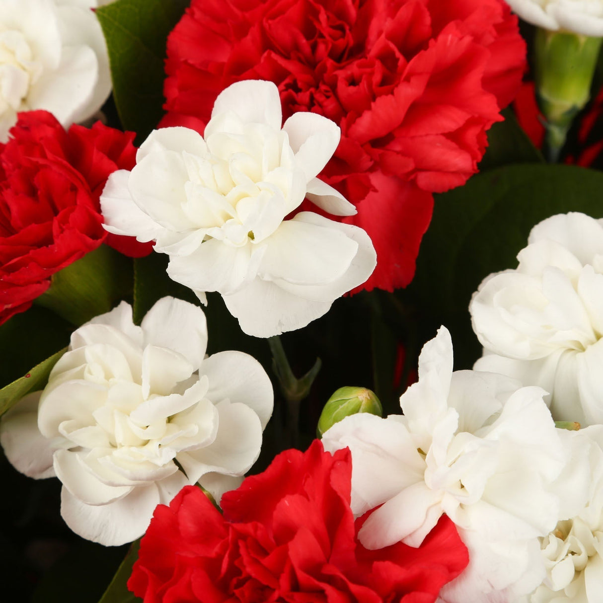 A Red Blooming BouquetA Red Blooming Bouquet flowers Beautifully wrapped and tied with ribbon before being delivered. A Beautiful Bouquet Hand Tied Flowers. Delivering Great Value Fresh Cut Flowers. Add Personalised Message At Checkout. Free Message Gift