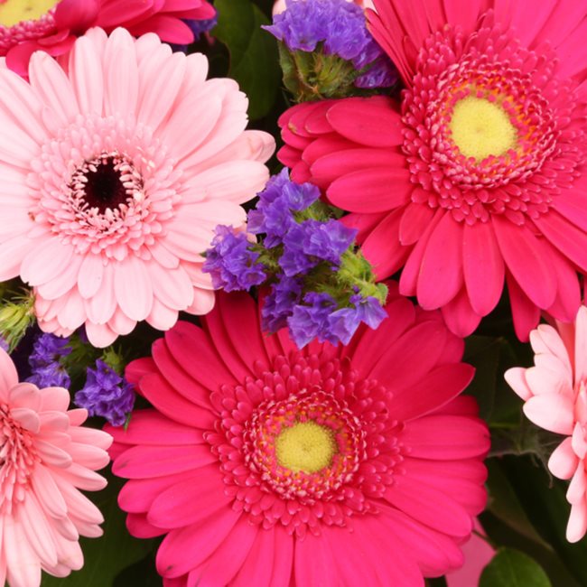 Congratulations Balloon & Gerbera Blush FlowersThis Beautiful Bouquet with Balloon, carefully selected flowers with foliage are expertly arranged to create this dramatic design. This stunning gift is the ultimate gift to create an impression. Beautifully