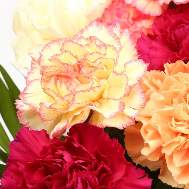 Birthday Balloon & Candy Floss Bouquet FlowersThis Beautiful Bouquet, carefully selected flowers with foliage are expertly arranged to create this dramatic design. This stunning gift is the ultimate gift to create an impression. Beautifully wrapped and ti