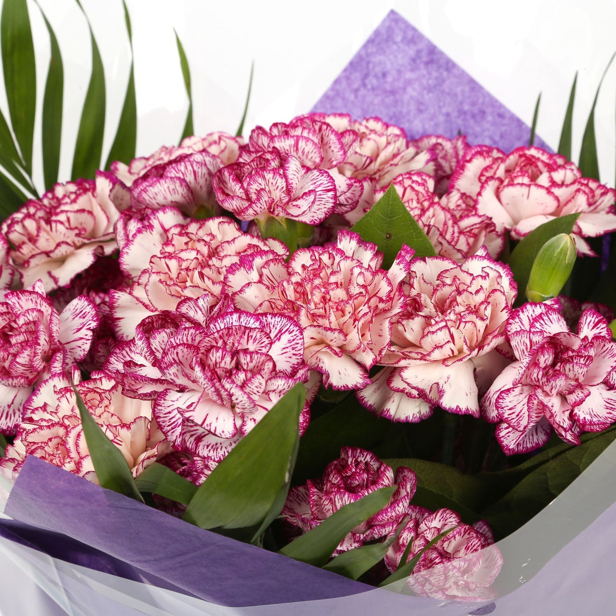 A Beautiful Purple Candy Carnations MelodyBeautiful Purple Candy Carnations Melody and foliage to create this beautifully scented bouquet. Beautifully wrapped and tied with ribbon before being delivered. A Beautiful Bouquet Hand Tied Flowers. Delivering G