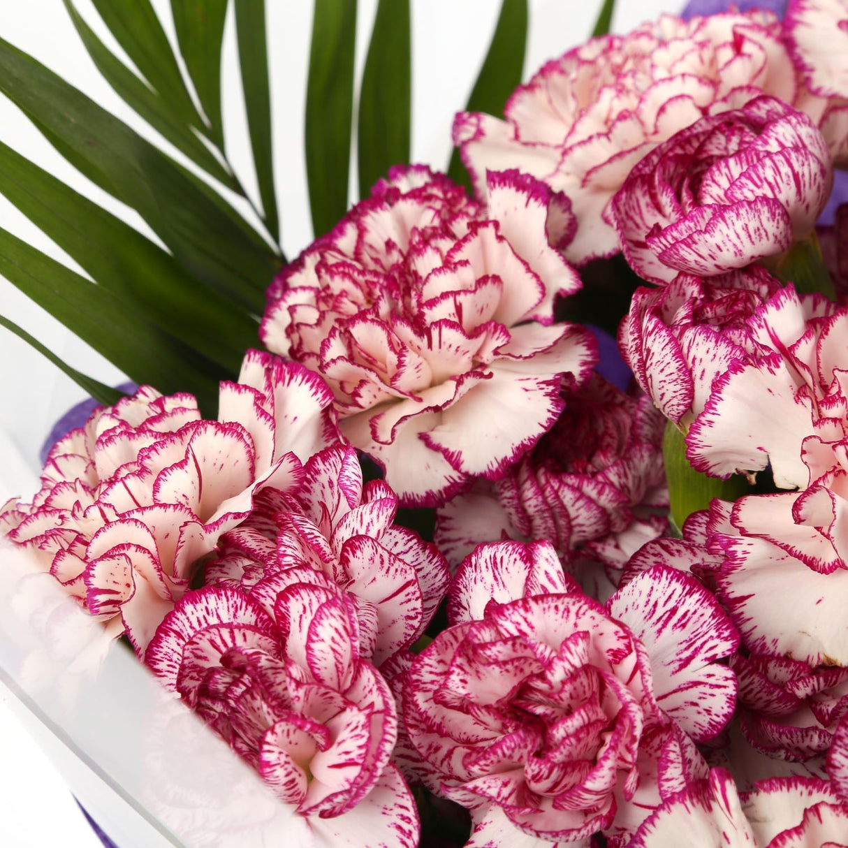 A Beautiful Purple Candy Carnations MelodyBeautiful Purple Candy Carnations Melody and foliage to create this beautifully scented bouquet. Beautifully wrapped and tied with ribbon before being delivered. A Beautiful Bouquet Hand Tied Flowers. Delivering G