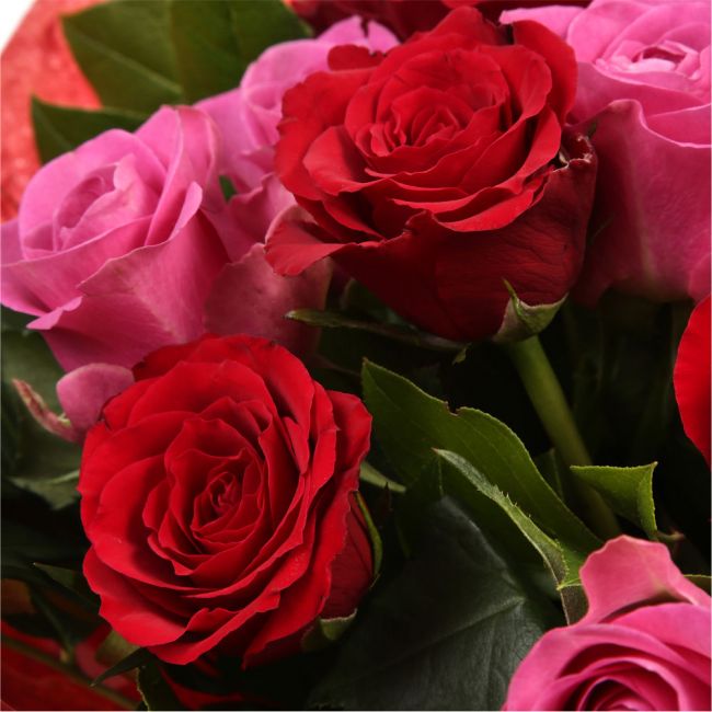 12 Red Pink Blush Rose BouquetThis beautiful selection of fresh 12 Roses, in pretty Pink shades and Red, is a classic choice, ready to be displayed instantly. Beautifully wrapped and tied with ribbon before being delivered.£14.99
