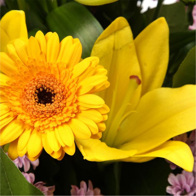 Scented Lilly & Freesias BouquetGreat Value with Scented Freesias Bouquet, Yellow Gerberas with foliage. A beautiful selection of , Yellow Lillies with Scented Freesias,are presented in a coordinating collar of tissue paper & cellophane with ribbon. The p