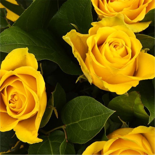 12 Luxury Yellow Roses BouquetYellow Roses Bouquet. Expertly created by our florists, ready to display immediately. Beautifully wrapped and tied with ribbon before being delivered.£14.99