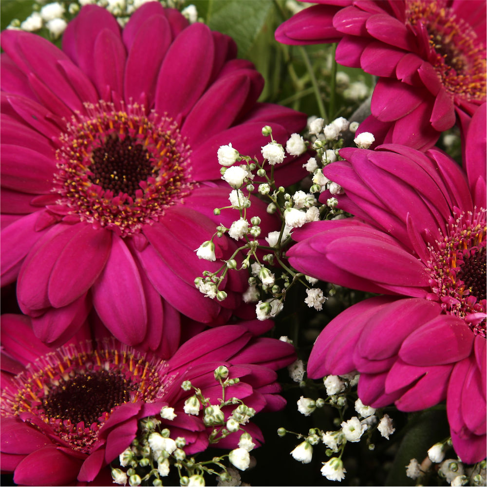 Cerise Glamour Gerberas FlowersHot Cerise Gerberas Presented with luxurious Gypsophila foliage. Each product is handcrafted by one of our expert florists using the best flowers. Beautifully wrapped and tied with ribbon before being delivered.£14.99