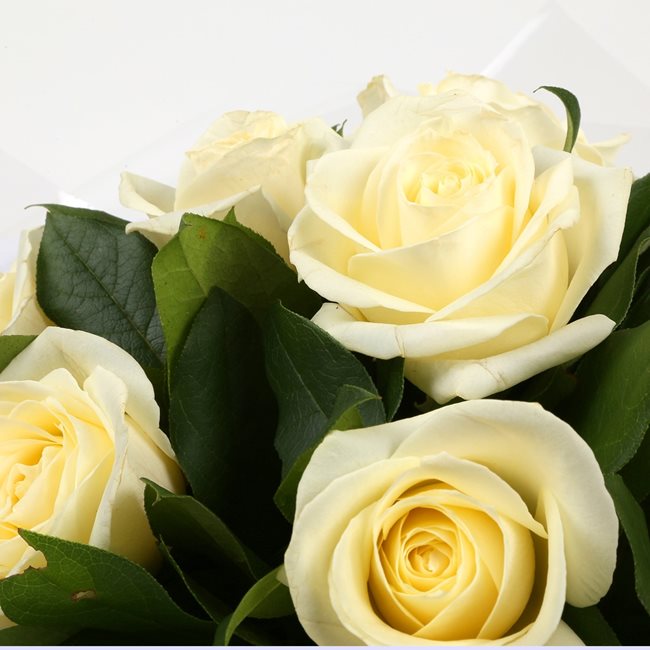 12 White Roses Bouquet12 WhiteRoses, ready to display immediately. Expertly created by our florists Beautifully wrapped.£14.99