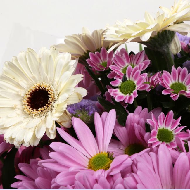 Pink Santini BouquetPink Santini Bouquet, Pink Santini, Pink Chrysanthemums, Statice with White Germini combine with Foliage to create this beautifull Bouquet.£12.99