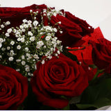12 Red Roses With Gypsophila12 Red Roses With Gypsophila, A luxurious combination of 12 perfect Red Roses with Gypsophila and lush green foliage, carefully arranged Beautifully wrapped and tied with ribbon before being delivered.£19.99