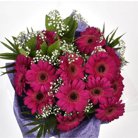 Cerise Glamour Gerberas FlowersHot Cerise Gerberas Presented with luxurious Gypsophila foliage. Each product is handcrafted by one of our expert florists using the best flowers. Beautifully wrapped and tied with ribbon before being delivered.£14.99