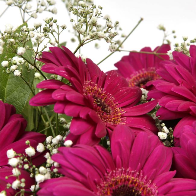 Cerise Glamour Gerberas FlowersHot Cerise Gerberas Presented with luxurious Gypsophila foliage. Each product is handcrafted by one of our expert florists using the best flowers. Beautifully wrapped and tied with ribbon before being delivered.£14.99