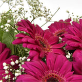 Cerise Glamour Gerberas FlowersHot Cerise Gerberas Presented with luxurious Gypsophila foliage. Each product is handcrafted by one of our expert florists using the best flowers. Beautifully wrapped and tied with ribbon before being delivered.£14.99