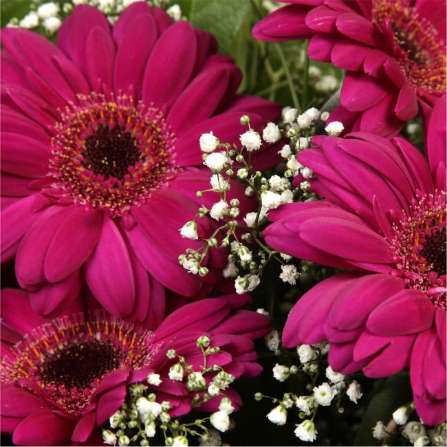 Cerise Glamour Gerberas FlowersHot Cerise Gerberas Presented with luxurious Gypsophila foliage. Each product is handcrafted by one of our expert florists using the best flowers. Beautifully wrapped and tied with ribbon before being delivered.£14.99
