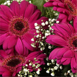 Cerise Glamour Gerberas FlowersHot Cerise Gerberas Presented with luxurious Gypsophila foliage. Each product is handcrafted by one of our expert florists using the best flowers. Beautifully wrapped and tied with ribbon before being delivered.£14.99