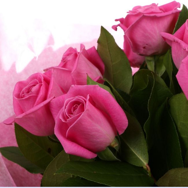 12 Pink Roses Bouquet12 Pink Roses. Expertly created by our florists, ready to display immediately. Beautifully wrapped and tied with ribbon before being delivered.£14.99