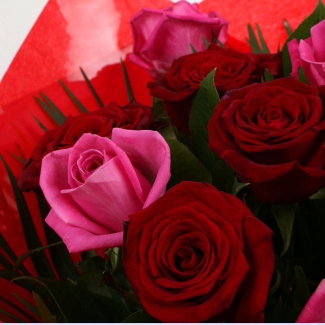 12 Blush Roses Pink & Red & Roses BouquetBlush Roses Bouquet, 12 Roses, in pretty Pink and in Red, is a classic choice, ready to be displayed instantly. Beautifully wrapped and tied with ribbon.£14.99