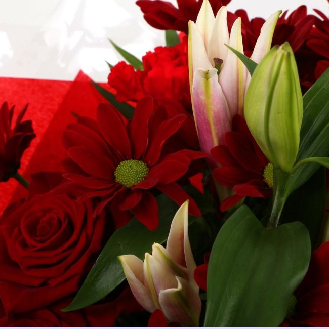 Red Rapture BouquetRed Rapture Bouquet Red Roses, Oriental Pink Lilies, Red Boom Carnations and Chrysanthemums with foliage are expertly arranged to create this dramatic design. This stunning gift is the ultimate gift to create an impression. Beautifully
