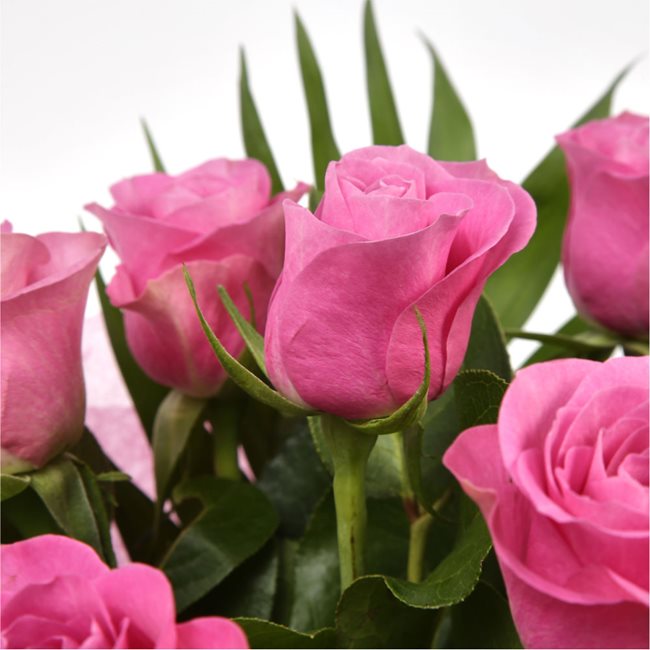 12 Beautiful Pink Roses BouquetPink Roses stylish luxury Pink Roses Bouquet. created by our florist, ready to display immediately.£14.99