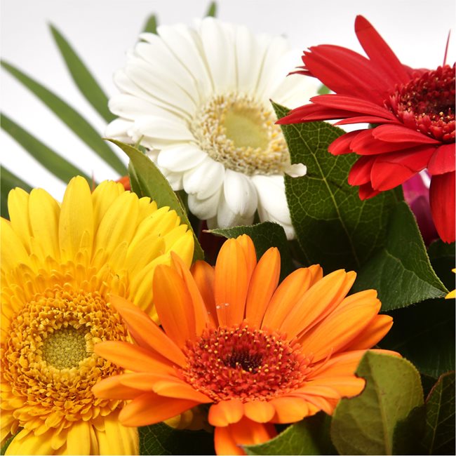 Princess Gerbera BouquetGerbera Princess Flowers Bouquet, Beautiful Colourful Gerberas and foliage are arranged to create this beautiful design stunning Bouquet gift.£12.99