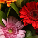 Princess Gerbera BouquetGerbera Princess Flowers Bouquet, Beautiful Colourful Gerberas and foliage are arranged to create this beautiful design stunning Bouquet gift.£12.99