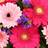 Birthday Balloon & Gerbera Blush FlowersThis Beautiful Bouquet with Balloon , carefully selected flowers with foliage are expertly arranged to create this dramatic design. This stunning gift is the ultimate gift to create an impression. Beautifully wrappe