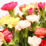 Congratulations Balloon & Multi Coloured Star FlowersThis Beautiful Bouquet, carefully selected flowers with foliage are expertly arranged to create this dramatic design. This stunning gift is the ultimate gift to create an impression. Beautifully wrapped