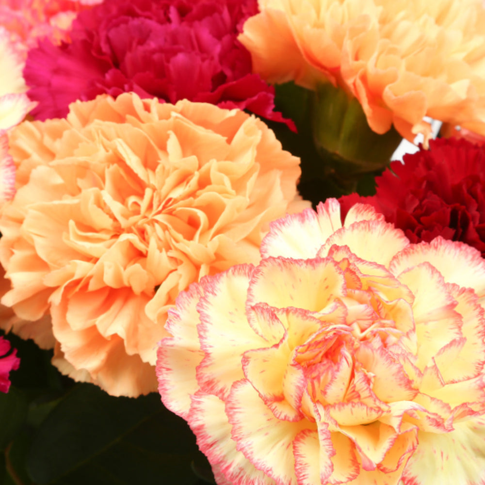 Candy Floss FlowersThis Beautiful Bouquet, carefully selected flowers with foliage are expertly arranged to create this dramatic design. This stunning gift is the ultimate gift to create an impression. Beautifully wrapped and tied with ribbon before being