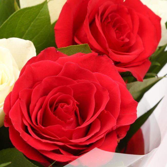 Birthday Balloon & 12 Red & White Roses FlowersThis Beautiful Bouquet, carefully selected flowers with foliage are expertly arranged to create this dramatic design. This stunning gift is the ultimate gift to create an impression. Beautifully wrapped and t