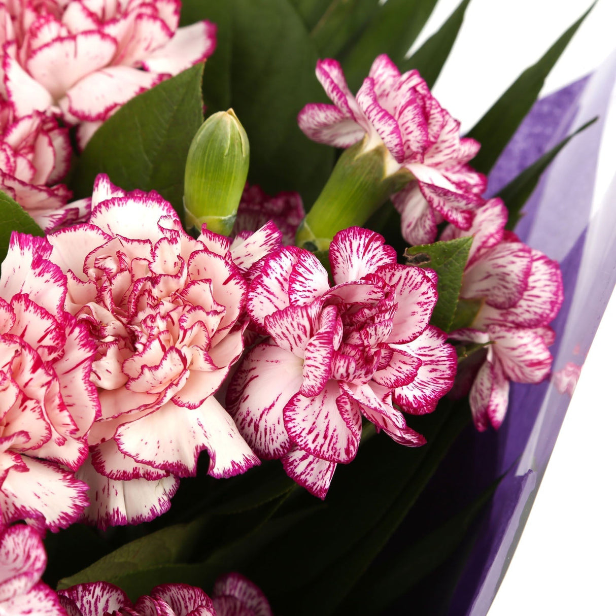 A Beautiful Purple Candy Carnations MelodyBeautiful Purple Candy Carnations Melody and foliage to create this beautifully scented bouquet. Beautifully wrapped and tied with ribbon before being delivered. A Beautiful Bouquet Hand Tied Flowers. Delivering G