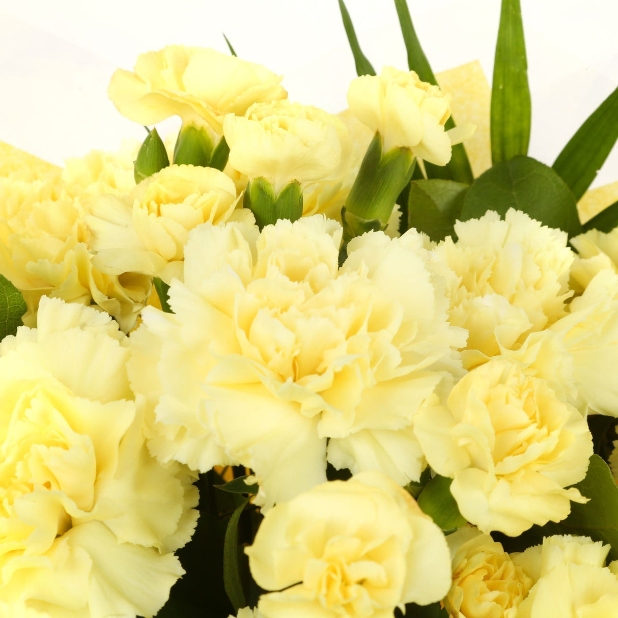 A Beautiful Gold Carnations MelodyBeautiful Yellow Gold Carnations Melody and foliage to create this beautifully scented bouquet. Beautifully wrapped and tied with ribbon before being delivered. A Beautiful Bouquet Hand Tied Flowers. Delivering Great Valu