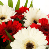 A Happy Gerbera Daisies BouquetHappy Gerbera Daisies Bouquet and foliage to create this beautifully scented bouquet. Beautifully wrapped and tied with ribbon before being delivered. A Beautiful Bouquet Hand Tied Flowers. Delivering Great Value Fresh Cut F