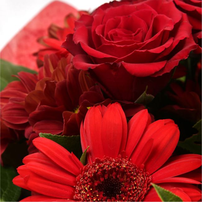 Luxury Red BouquetCreate a lasting impression with this dazzling hand-tied bouquet. We've selected Red Germini and Red Roses, a luminous gift which is guaranteed to make someone smile. Beautifully wrapped and tied with ribbon before being delivered.£14.99