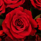 Luxury Red BouquetCreate a lasting impression with this dazzling hand-tied bouquet. We've selected Red Germini and Red Roses, a luminous gift which is guaranteed to make someone smile. Beautifully wrapped and tied with ribbon before being delivered.£14.99