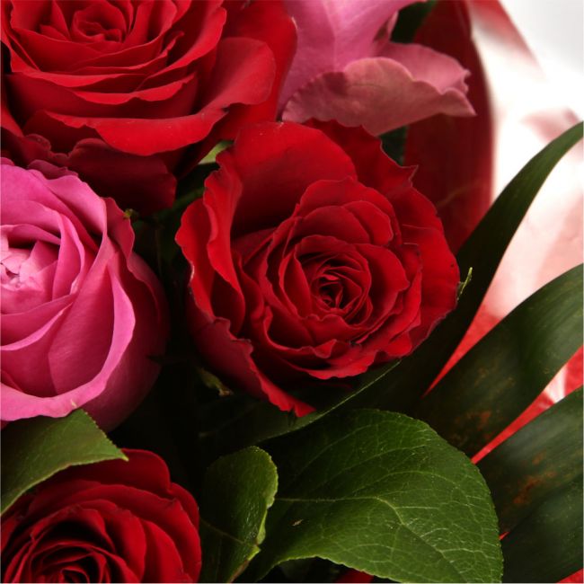 12 Red Pink Blush Rose BouquetThis beautiful selection of fresh 12 Roses, in pretty Pink shades and Red, is a classic choice, ready to be displayed instantly. Beautifully wrapped and tied with ribbon before being delivered.£14.99
