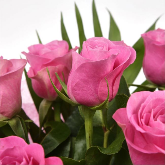12 Luxury Pink Roses BouquetPink Roses Bouquet. Expertly created by our florists, ready to display immediately. Expertly created by our florists Beautifully wrapped and tied with ribbon before being delivered.£14.99