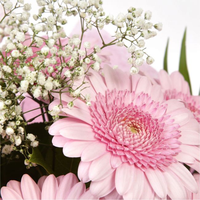 Pink Glamour GerberasPink Gerberas Presented with luxurious Pink Gypsophila foliage, Each product is handcrafted by one of our expert florists using the best flowers. Expertly created by our florists Beautifully wrapped and tied with ribbon before being d