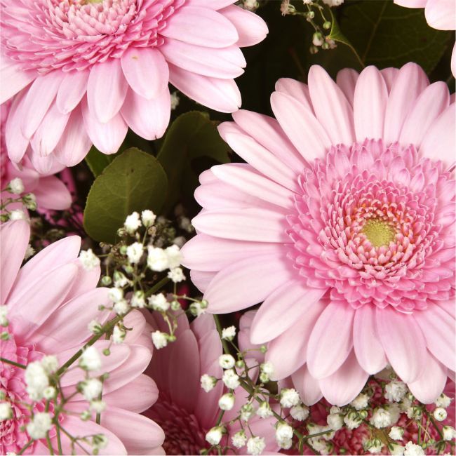 Pink Glamour GerberasPink Gerberas Presented with luxurious Pink Gypsophila foliage, Each product is handcrafted by one of our expert florists using the best flowers. Expertly created by our florists Beautifully wrapped and tied with ribbon before being d