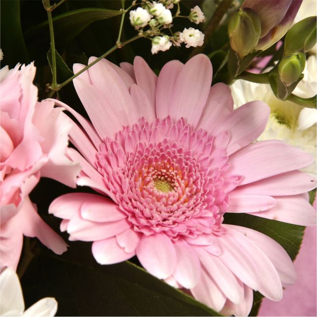 Pink Princess BouquetAn alluring hand-tied bouquet featuring Oriental Lilies, Gerberas, Anastasias, Gypsophila, in an array of pinks with striking Fressias & Chrysanthemums as highlights. A truly glamorous gift for any special occasion. Beautifully wrappe