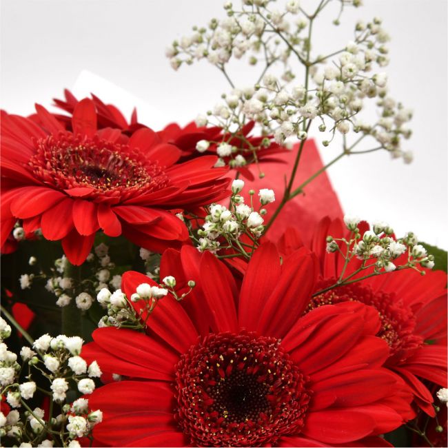 Red Glamour GerberasRed hot Gerberas Presented with luxurious Gypsophila foliage, Each product is handcrafted by one of our expert florists using the best flowers. Expertly created by our florists. Beautifully wrapped and tied with ribbon before being del