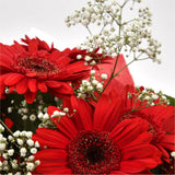 Red Glamour GerberasRed hot Gerberas Presented with luxurious Gypsophila foliage, Each product is handcrafted by one of our expert florists using the best flowers. Expertly created by our florists. Beautifully wrapped and tied with ribbon before being del