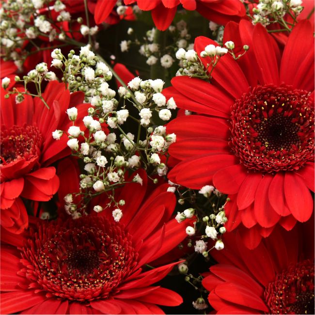 Red Glamour GerberasRed hot Gerberas Presented with luxurious Gypsophila foliage, Each product is handcrafted by one of our expert florists using the best flowers. Expertly created by our florists. Beautifully wrapped and tied with ribbon before being del