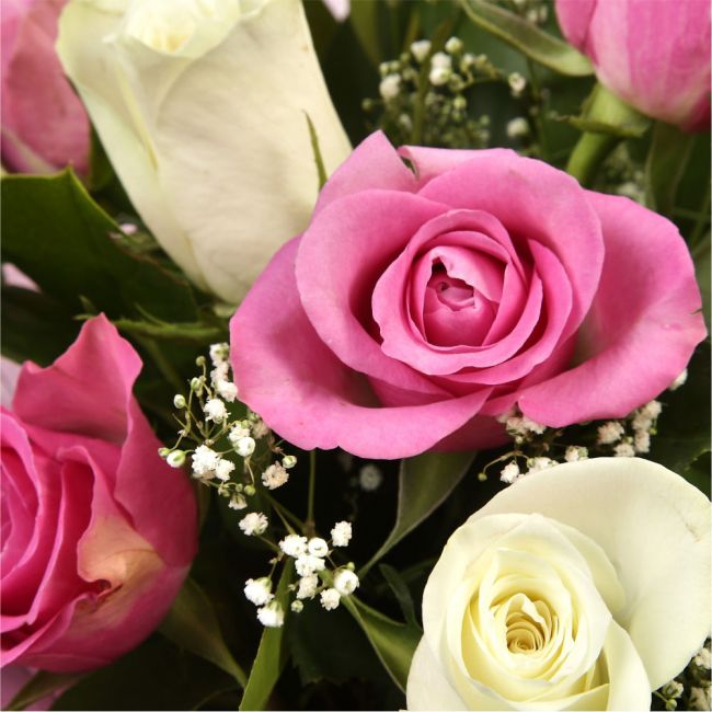 Pink & White RosesThis beautiful selection of fresh 12 Roses, in pretty Pink shades and in White, is a classic choice, ready to be displayed instantly. Beautifully wrapped and tied with ribbon before being delivered. Roses£14.99