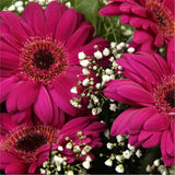 Cerise Glamour Gerberas FlowersHot Cerise Gerberas Presented with luxurious Gypsophila foliage. Each product is handcrafted by one of our expert florists using the best flowers. Beautifully wrapped and tied with ribbon before being delivered.£14.99