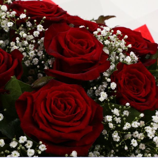 12 Red Roses With Gypsophila12 Red Roses With Gypsophila, A luxurious combination of 12 perfect Red Roses with Gypsophila and lush green foliage, carefully arranged Beautifully wrapped and tied with ribbon before being delivered.£25.99