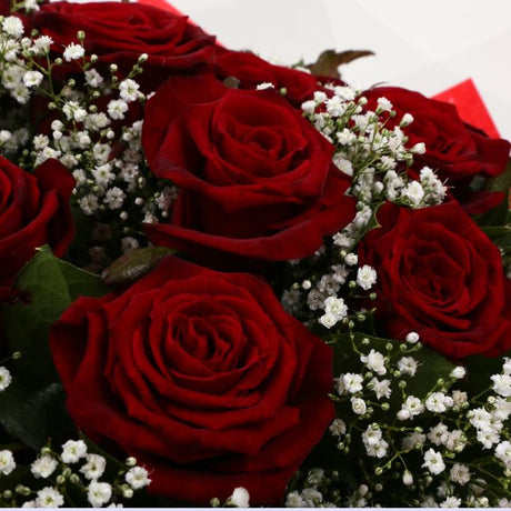 12 Red Roses With Gypsophila12 Red Roses With Gypsophila, A luxurious combination of 12 perfect Red Roses with Gypsophila and lush green foliage, carefully arranged Beautifully wrapped and tied with ribbon before being delivered.£25.99